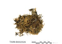 藏品(扭葉苔)的圖片